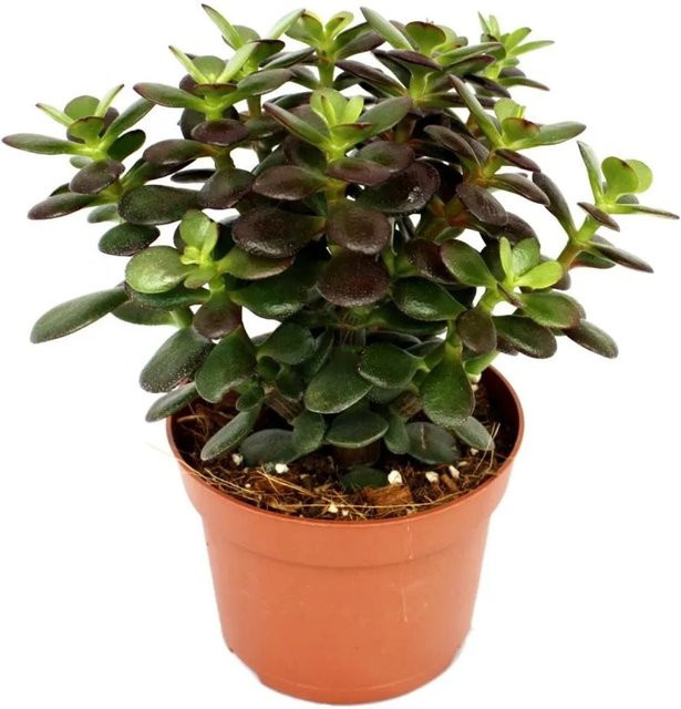 Exotenherz Crassula Portulacea Minor Pfennigbaum Sukkulente in grün und kupferrot im Topf - Bild 1