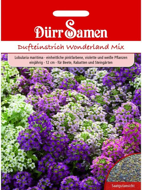 Dürr Duftsteinrich Wonderland Mix Einjähriges Saatgut, bunte Blüten in Pink, Lila, Weiß und Mehrfarbig - Bild 1