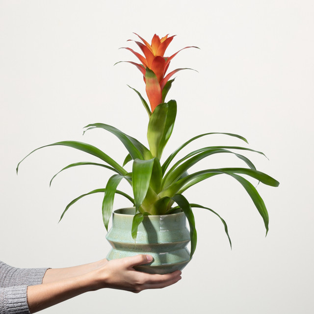 Guzmania Fiero Orange Zimmerpflanze von BLUME2000 - Bild 1