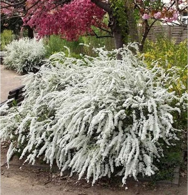 Weiße Rispenspiere Spiraea cinerea als pflegeleichte Heckenpflanze von Nr-01.de, Höhe: 80-100 cm - Bild 1
