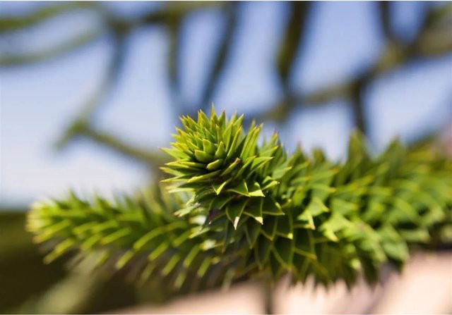 Araucaria Araucana Andentanne von Pflanzen für dich, Höhe: 25–30 cm - Bild 1