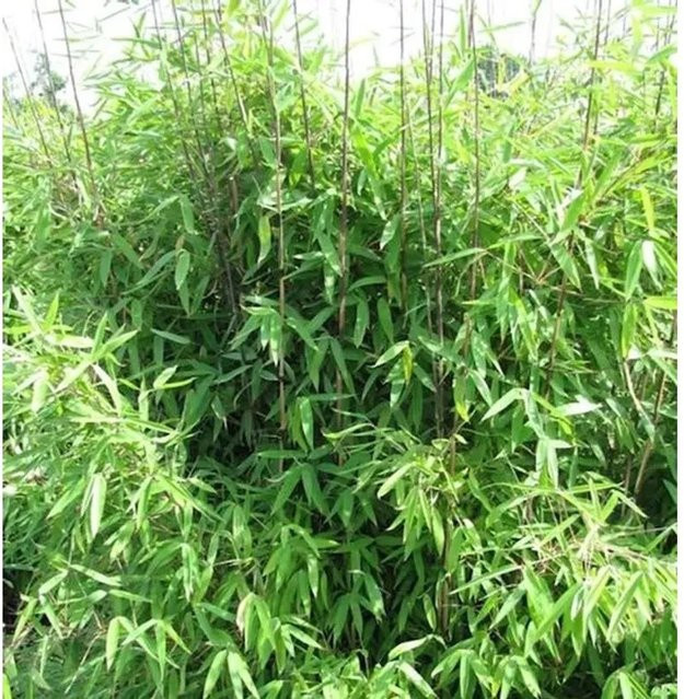Fargesia hybrid Gartenbambus Winter Joy als grüne Topfpflanze für den Garten und das Freiland, Höhe: 80-100 cm - Bild 1