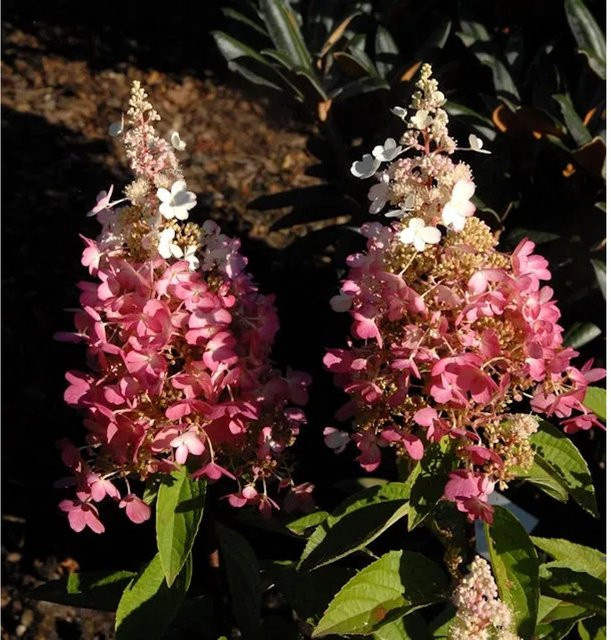 Rispenhortensie Pinky Winky Hydrangea paniculata in Pink von Nr-01.de, Höhe: 40-60 cm - Bild 1