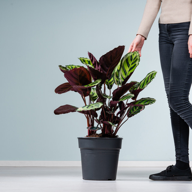 Calathea Angela Zimmerpflanze von Blume2000 mit gestreiften Blättern in Grün, Rot und Lila - Bild 1