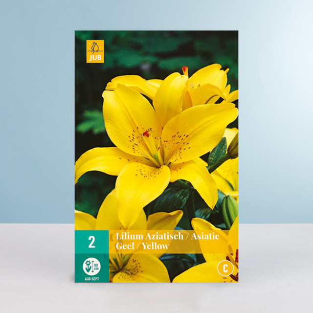 Asiatische Lilie in Gelb mit 2 Knollen von BLUME2000 - Bild 1