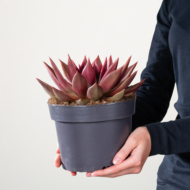 Echeveria Antaris Sukkulente von BLUME2000 - Bild 1