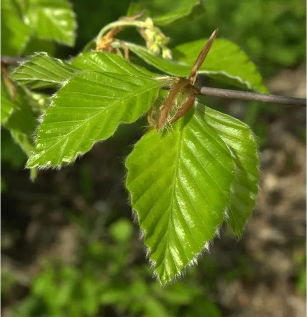 Rotbuche Fagus sylvatica als Heckenpflanze, Höhe: 80-100 cm - Bild 1