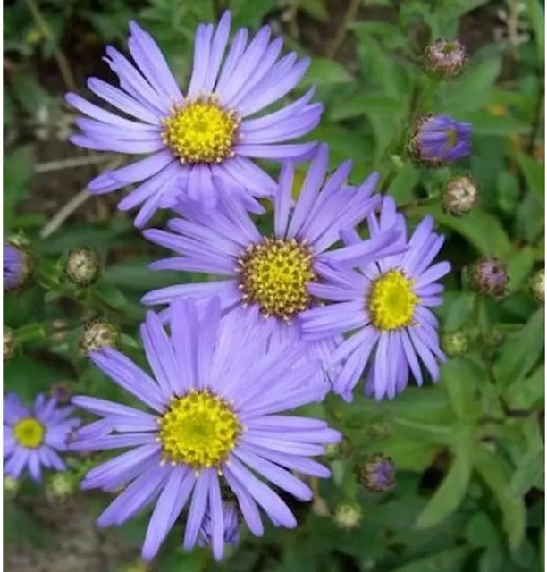 Sommeraster Butzemann Aster amellus in Lila als mehrjährige Pflanze für Naturgarten und Steingarten - Bild 1