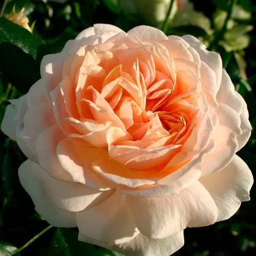 KORDES ROSEN Beetrose Garden of Roses in Rosa, gefüllte Blüte, Zierstrauch für den Garten - Bild 1