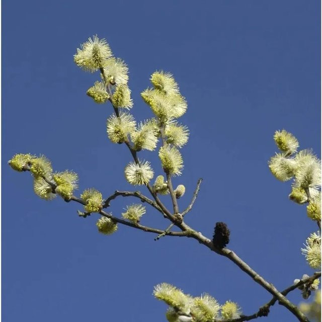 Salix aurita Ohrweide Strauch von Nr-01.de (60-80 cm) - Bild 1