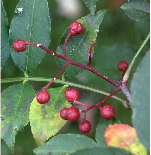 Zanthoxylum simulans Pfefferstrauch für deinen Garten, Höhe: 60-80 cm - Bild 1