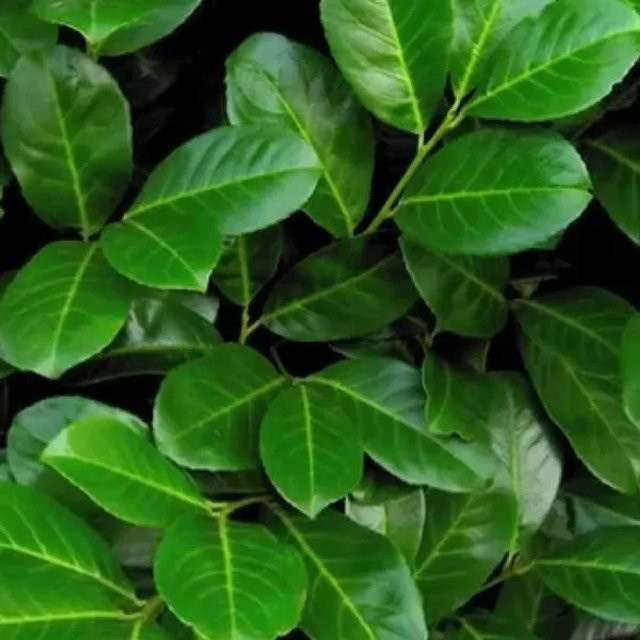 Arborix Kirschlorbeer Rotundifolia Prunus Aurocerasus Immergrüne Heckenpflanze im Container, 40 bis 60 cm Höhe - Bild 1