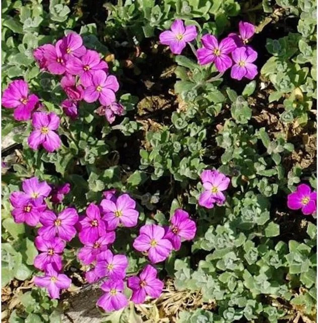 Aubrieta cultorum Blaukissen Cascade Rot als winterharte Staude für Stauden-, Stein- und Böschungsgärten - Bild 1