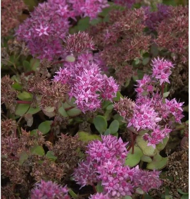 Sedum ewersii Fetthenne als mehrjährige Gartenpflanze für den Außenbereich - Bild 1