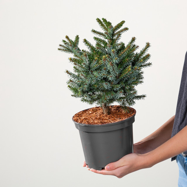 Serbische Zwergfichte Nana Picea omorika von BLUME2000 - Bild 1