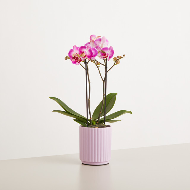 Phalaenopsis Orchidee Pink Kisses von BLUME2000 im Topf - Bild 1
