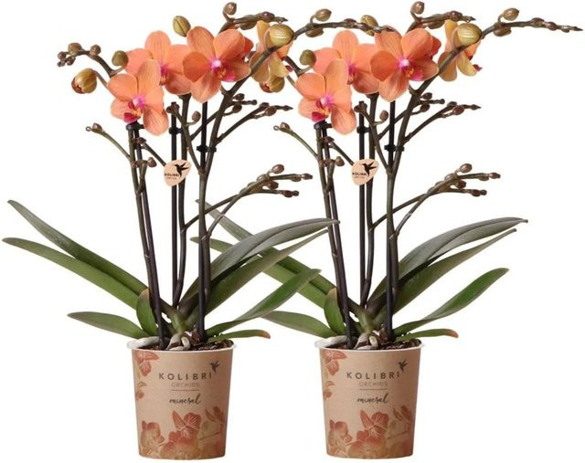 Kolibri Orchids Combi Deal: 2 orangefarbene Phalaenopsis Orchideen in 9 cm Töpfen - Bild 1