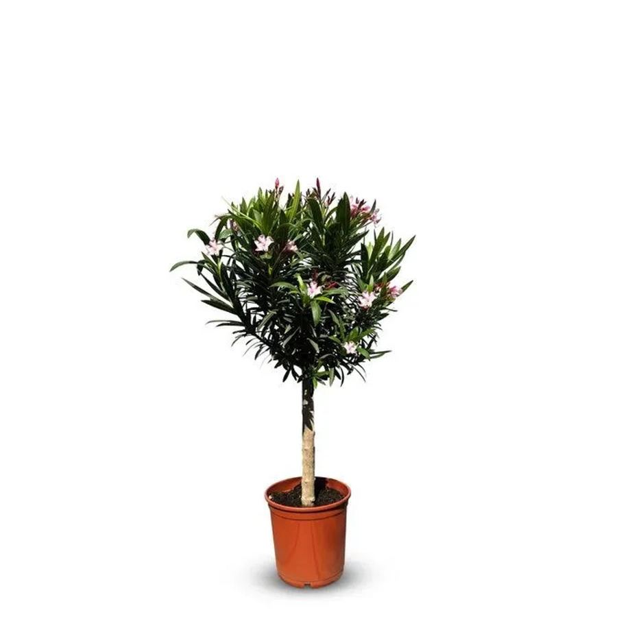 Sunny-Tree Oleander Nerium auf Stamm in Rosa, immergrüne mediterrane Pflanze für draußen, Höhe: 110-120 cm - Bild 2