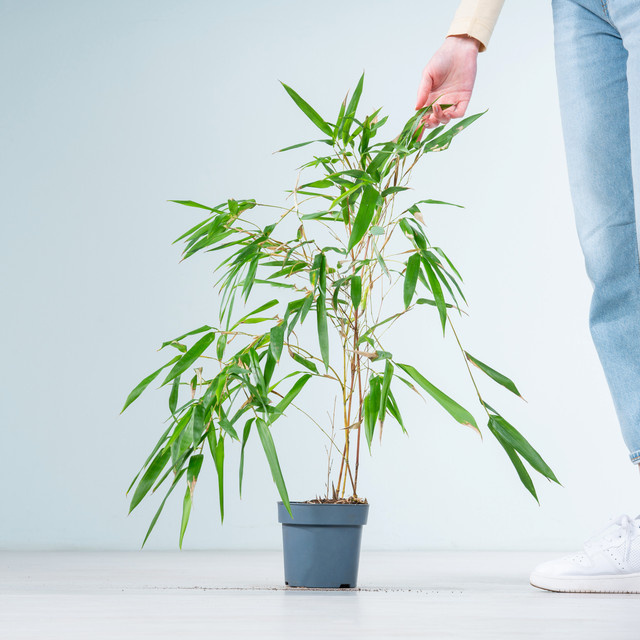 Goldener Peking-Bambus Phyllostachys Aureocaulis von BLUME2000 als Heckenpflanze - Bild 1