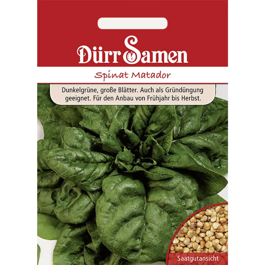 Dürr Spinat Matador Saatgut für Frühjahr und Herbst, 2000 g - Bild 2