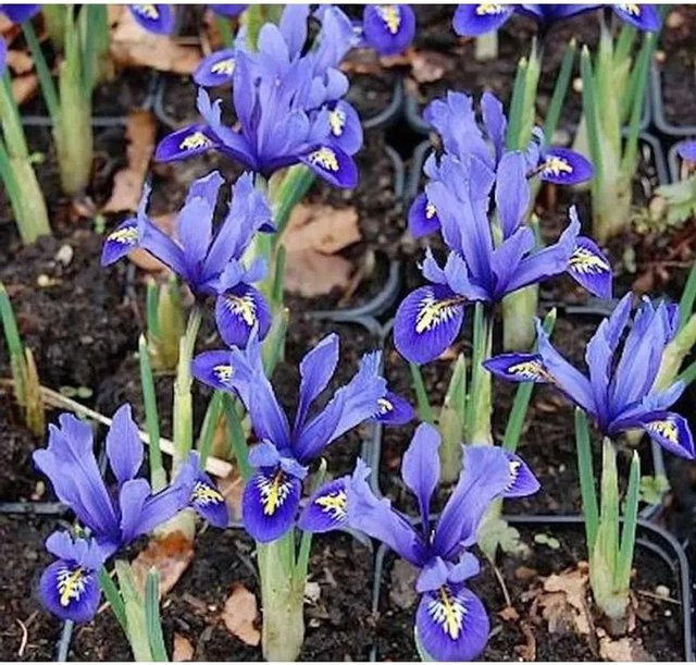 Winteriris Harmony Iris reticulata als mehrjährige Pflanze für Steingärten - Bild 1