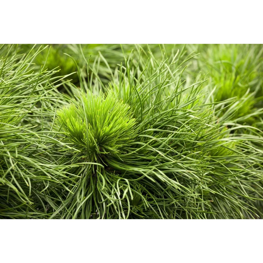 Pinus Mugo Varella Bergkiefer Kompakt von Pflanzen für dich, 15–20 cm - Bild 2