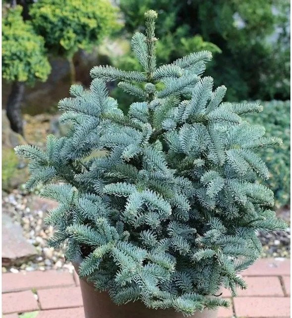 Kompakte Silbertanne Abies procera Obrighoven Höhe: 40-50 cm - Bild 1