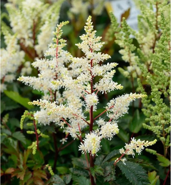 Prachtspiere Rock and Roll Astilbe cultorum von Nr-01.de als Bodendecker und Schnittblume - Bild 1