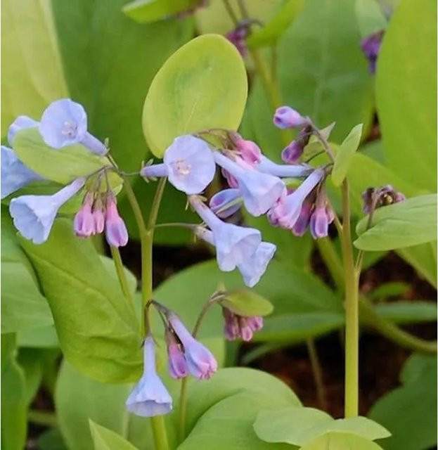 Mertensia virginica Blauglöckchen als mehrjährige Gartenpflanze in Blau - Bild 1