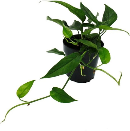 Exotenherz Epipremnum Pinnatum Cebu Blue Blaugrüne Efeutute Zimmerpflanze im 12cm Topf