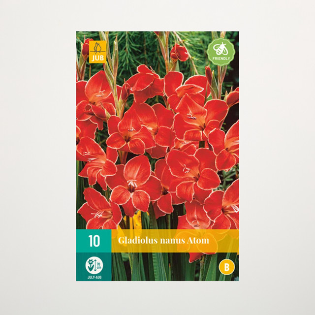 Zwerg-Gladiole Atom mit 10 Knollen von BLUME2000 für Beete und Blumenkübel - Bild 1