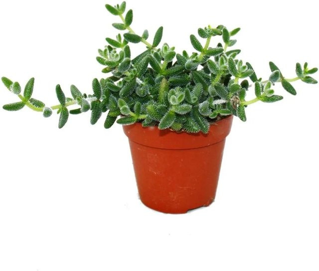 Exotenherz Delosperma Echinatum Saure Gurken Pflanze, Sukkulente in grün und gelb, 12 cm Topf - Bild 1