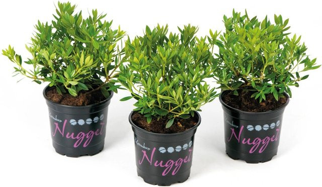 Rhododendron Nugget von Bloombux in Rosa, pflegeleichte Gartenpflanze im Topf, Höhe: 5 - 10 cm - Bild 1