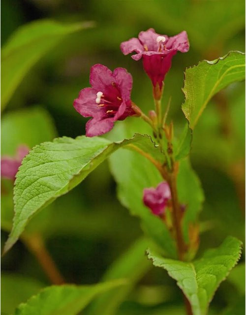 Weigela florida Bristol Ruby Weigelie von Pflanzen für dich mit einer Stammhöhe von 60 cm - Bild 1