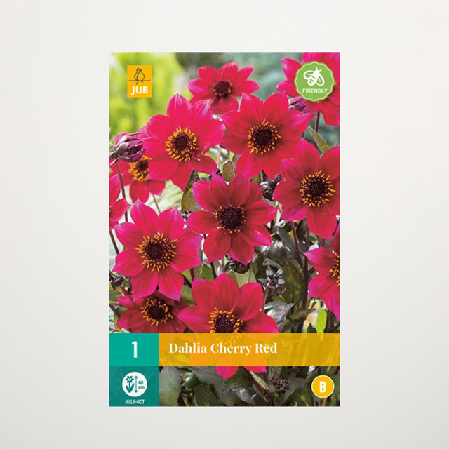 Dahlie Cherry Red Knolle von BLUME2000 für Balkon und Terrasse - Bild 1