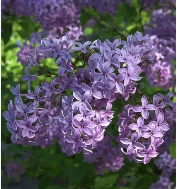 Syringa chinensis Heckenflieder Königsflieder in Lila, Höhe: 30-40 cm - Bild 1