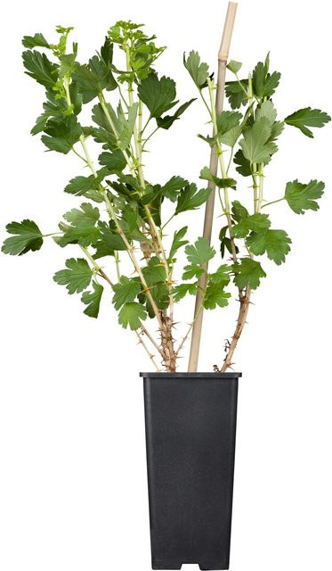 GROW by OBI Bio Stachelbeere Hinnonmäki Grün, Ribes uva-crispa im Topf - Bild 1