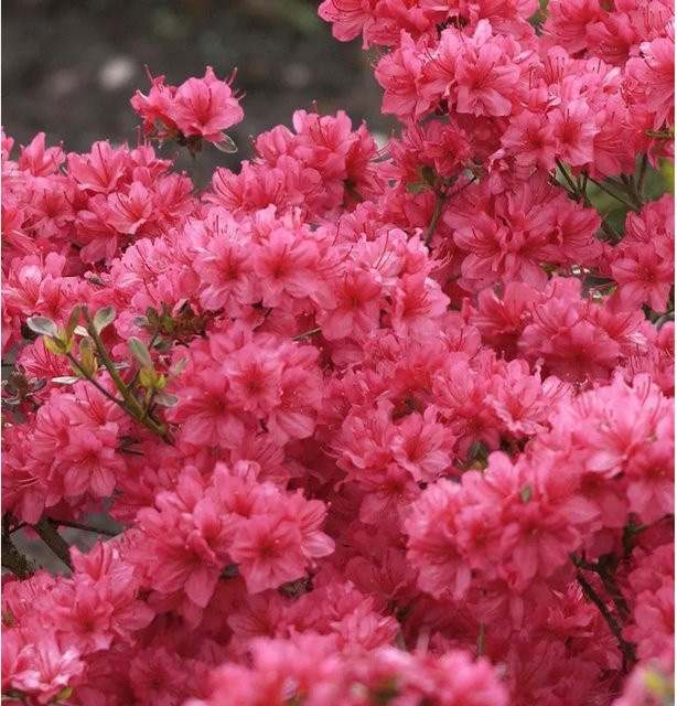 Japanische Azalee Hot Shot Variegated Rhododendron obtusum in Pink, Topfpflanze 20-25 cm - Bild 1