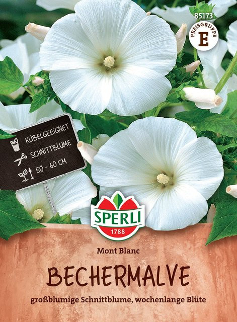 SPERLI Bechermalven-Samen Mont Blanc, weiß - Bild 1
