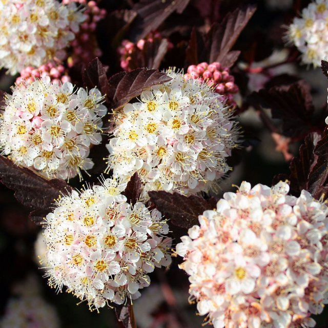 Rotlaubige Blasenspiere Physocarpus Summer als weißer Zierstrauch von Mein schöner Garten Shop - Bild 1