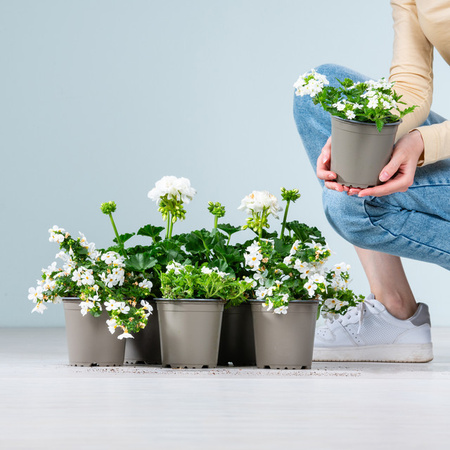 BLUME2000 Sommerblumen als Beetpflanzen für Balkon und Terrasse, 6 Stück
