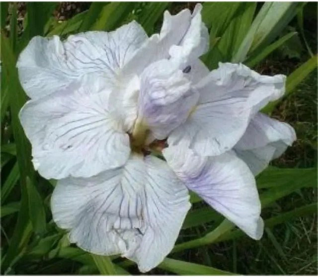 Japanische Sumpf-Schwertlilie Topas Iris ensata für Teich und Garten - Bild 1