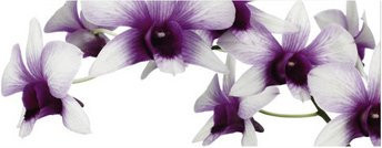 mySPOTTI Küchenrückwand Orchidee lila aus Aluverbund B: 220,0 cm, H: 60,0 cm - Bild 1