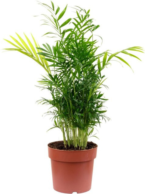 Value Greens 2er-Set Bergpalme Chamaedorea tropische Zimmerpflanze, Höhe: 65 cm, Topf-Durchmesser: 17 cm - Bild 1
