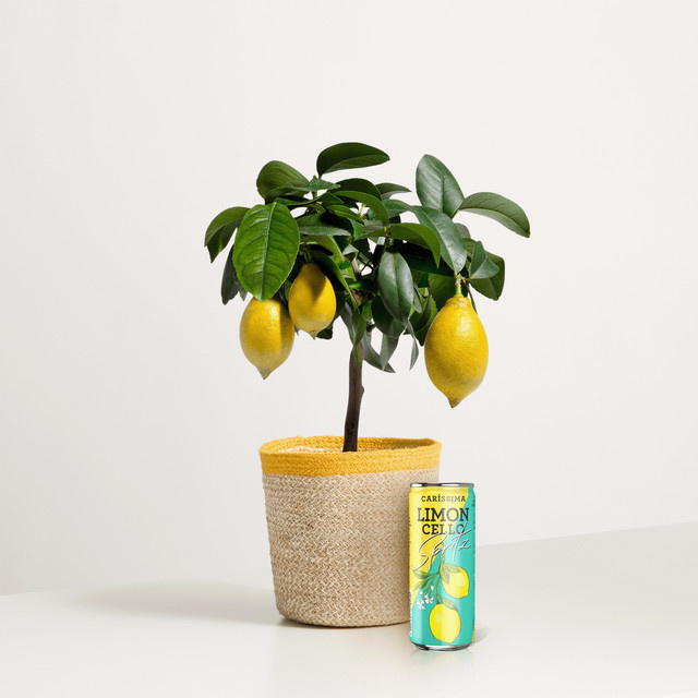 Little Lemon mit Limoncello Spritz 250 ml - Bild 1