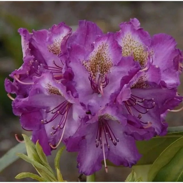 Rhododendron Alpenrose von Bohlkens Lupinenberg als Heckenpflanze für den Garten - Bild 1