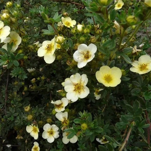 Arborix Fingerstrauch Primrose Beauty Potentilla fruticosa mit hellgelben Blüten im Container - Bild 1