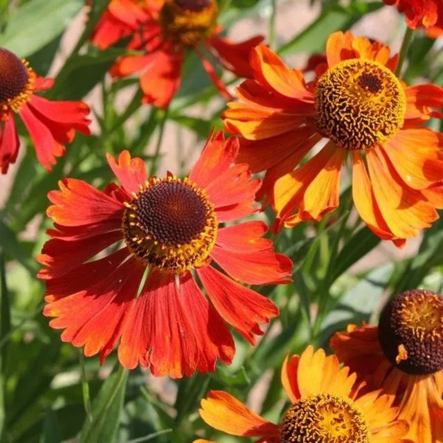 6er Set Helenium Sonnenbraut Moerheim Beauty mit rotbraunen Blüten, Topfgröße 9 cm, Arborix - Bild 1