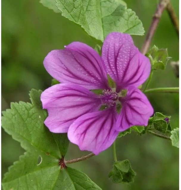 Wilde Malve Malva sylvestris lila Staude für Stauden- und Naturgärten - Bild 1