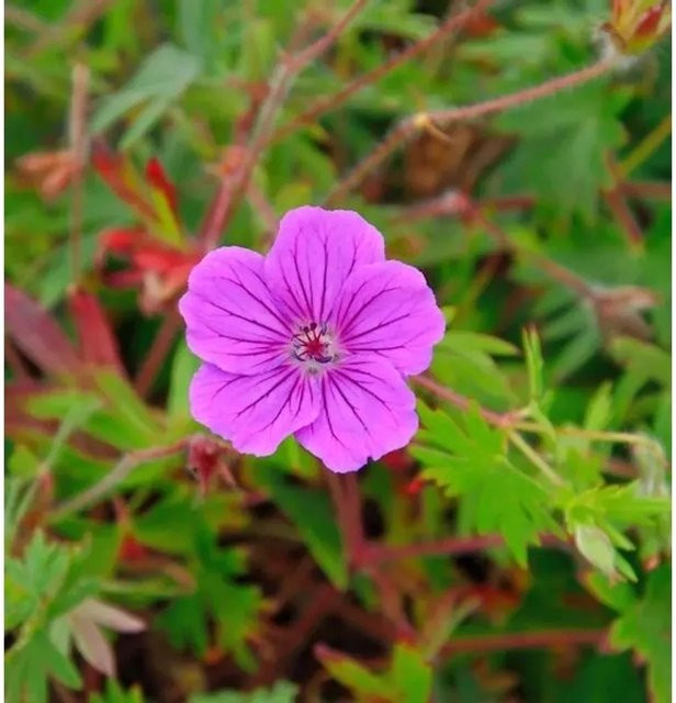 Storchenschnabel Tiny Monster Geranium sanguineum pink als Bodendecker und Beetpflanze von Nr-01.de - Bild 1